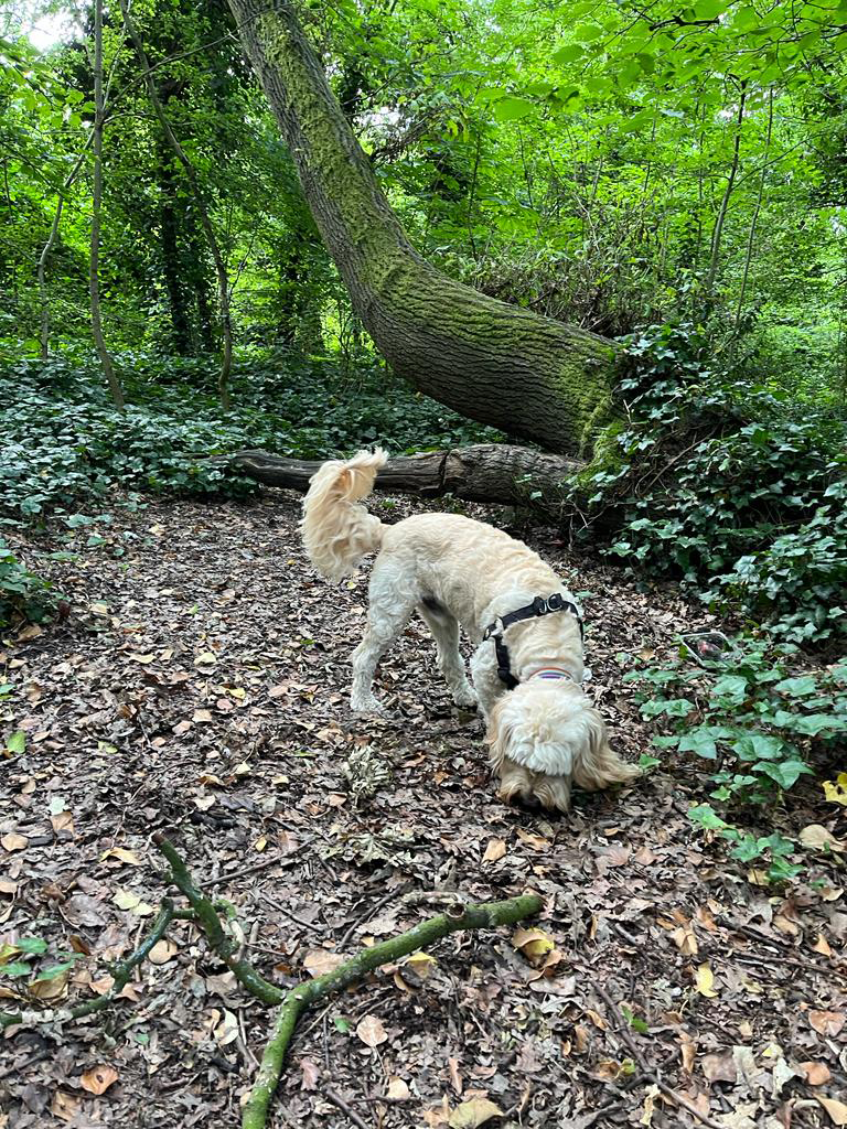 Dog Walking in Streatham