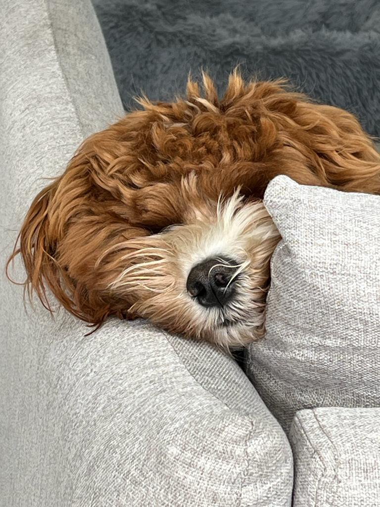 Home dog visits and stays in Streatham