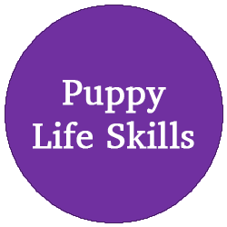 Puppy Life Skills (1 to 1)